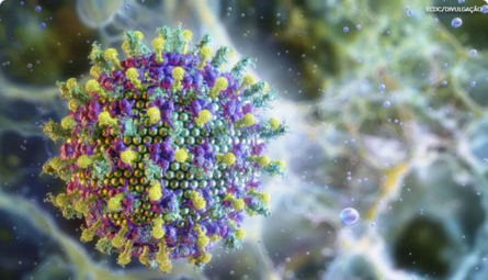 Surto de vírus Nipah na Índia tem risco global baixo e não representa ameaça ao Brasil, dizem autoridades